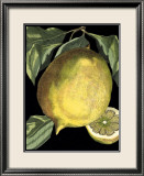 Fragrant Citrus I Kunstdrucke von Volkamer 