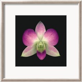 Dendrobium Posters par Harold Feinstein