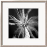 Palm Tree I Prints by Jean-François Dupuis