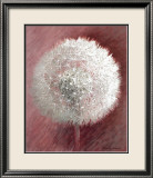 Dandelion Clock II Láminas por Elisabeth Verdonck