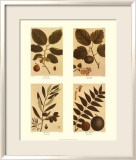 Cuatro nueces Láminas por Francois A. Michaux Cuatro nueces Láminas por Francois A. Michaux