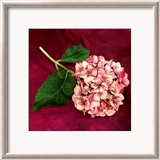 Hortensia rose Affiches par Celine Sachs-jeantet