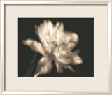 Double Dappled II Poster av Charles Britt