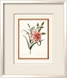 Dianthus Pósters por Pierre-Joseph Redouté Dianthus Pósters por Pierre-Joseph Redouté