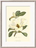 Magnolia Art