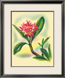 Plumeria Framed Giclee Print by Ted Mundorff