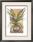 Arts and Crafts Orchids, Angraecum Supurbum Print by Sally Robertson