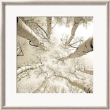 Silver Birch Plakat av Adam Brock