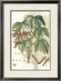 Antique Sycamore Tree Láminas por John Miller (Johann Sebastien Mueller) Antique Sycamore Tree Láminas por John Miller (Johann Sebastien Mueller)