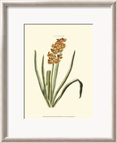 Antique Hyacinth VIII Art by Christoph Jacob Trew