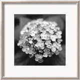 Hortensia Posters av Dana Buckley