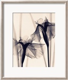 Iris du Japon Affiches par Judith Mcmillan