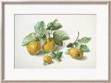 Quitten Kunst von Carlos Von Riefel