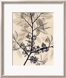 American Elm Lámina por Judith Mcmillan American Elm Lámina por Judith Mcmillan