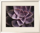Echeveria I Póster por Andrew Levine