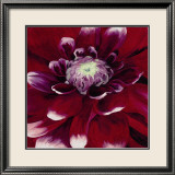 Red Dahlia Print by Beth Winslow