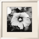 Hibiskus Plakater av Dana Buckley