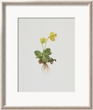 Aurikel Posters par Moritz Michael Daffinger