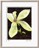 Magnolia Limited Edition Framed Print by Jm Designs 