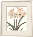 Amaryllis Posters av Peter Brown