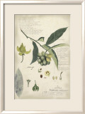 Botánica Descube II Póster por A. Descube