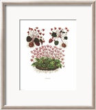 Cyclamens Posters