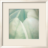 Tulip Trio II Láminas por Gabriel Scott Tulip Trio II Láminas por Gabriel Scott