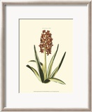 Antique Hyacinth XVI Posters by Christoph Jacob Trew
