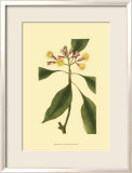 Tropical Ambrosia IV Prints by Sydenham Teast Edwards