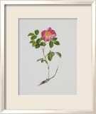 Franzoesische Rose Poster von Moritz Michael Daffinger