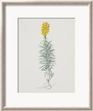 Ordinary Flax Weed Posters par Moritz Michael Daffinger