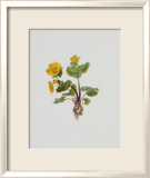 Marsh Marigold Affiches par Moritz Michael Daffinger