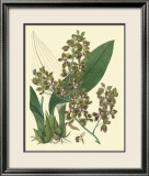 Antique Orchid Study III Print by Syndenham Edwards