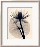 Tropical Water Lily Posters par Judith Mcmillan