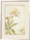 Peony I Lámina por Meg Page