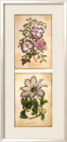 Flowering Clematis Affiches par Louis Van Houtte