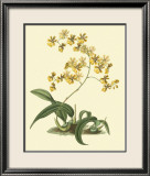 Antique Orchid Study I Posters by Syndenham Edwards