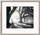 Oak Alley, Light and Shadows Posters par William Guion
