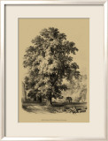 The Elm Tree Láminas The Elm Tree Láminas