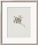 Small Alpine Rose Prints by Moritz Michael Daffinger
