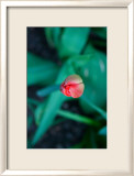 Tulipe Affiches par Antonia Illsley