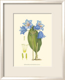 Periwinkle Blooms II Affiches par Samuel Curtis