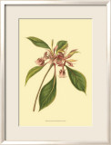 Tropical Ambrosia III Poster by Sydenham Teast Edwards
