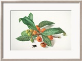 Medlar and Fruit Láminas por Carlos Von Riefel
