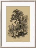 The Ash Tree Pósters
