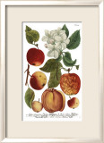 Weinmann Fruits I Poster von Weimann 