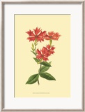 Le Fleur Rouge III Posters by Sydenham Teast Edwards