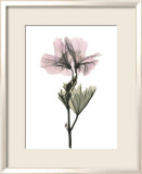 Geranium Prints by Acee 