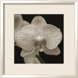 Fleur Art par Nelson Figueredo