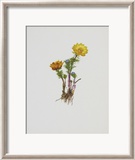 Teufelsauge Prints by Moritz Michael Daffinger